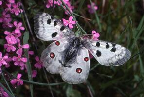 a white and black butterfly with red spots on its wings photo