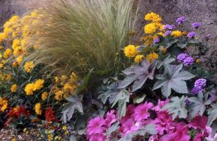 a flower bed with many different flowers photo