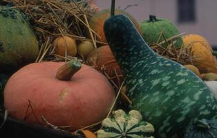 a pile of pumpkins and gourds photo