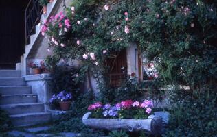 a flower garden with a wooden bench and stairs photo