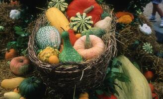 a basket filled with pumpkins, gourds and squash photo