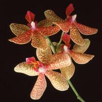 a group of red and white orchids photo