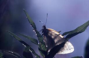 a white butterfly on a leaf photo