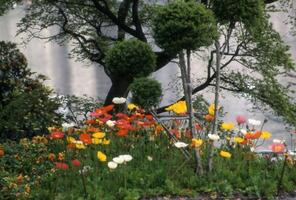 a flower garden with trees and flowers photo