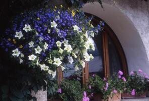 a window with flowers in it photo