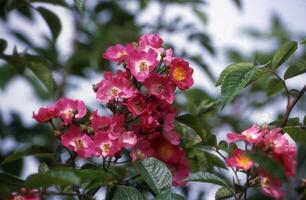 a bush with pink flowers and green leaves photo