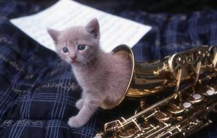 a cat sitting on a saxophone photo
