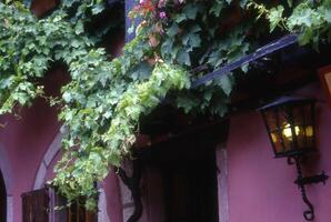 a building with a clock and a vine covered wall photo