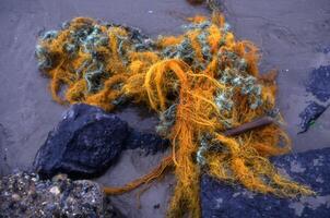 a pile of orange and green seaweed on the beach photo