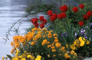 a group of red and yellow flowers by the water photo