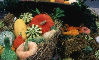 a basket of pumpkins photo