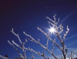 the sun shines through the branches of a tree photo