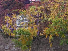 un árbol con amarillo hojas foto