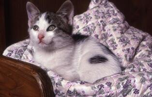 a kitten sitting on a bed with a floral pattern photo