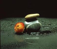 a flower and a rock sitting on a wet surface photo