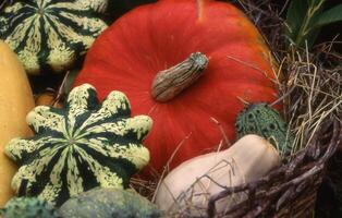 a basket full of squash, pumpkins and gourds photo