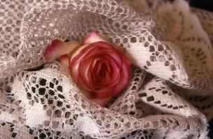 a rose is on a lace cloth photo