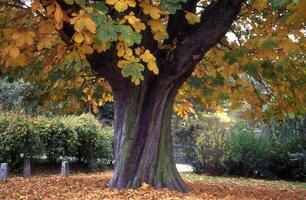 a large tree with yellow leaves photo