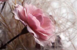 a pink rose in a vase with some grass photo