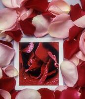 a red rose surrounded by petals in a frame photo