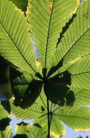 a close up of a leaf with green leaves photo