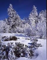 a snowy landscape with trees and bushes photo