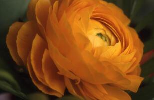 a close up of a flower with a green stem photo