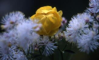 un amarillo flor es en el medio de un manojo de blanco flores foto