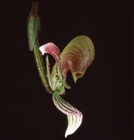 un cerca arriba de un flor con un verde vástago foto