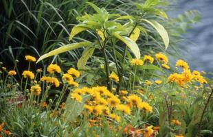 un jardín con amarillo flores y verde plantas foto