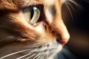 AI generated Cat's face with expressive eyes. Pets and lifestyle concept. Generative AI photo