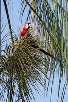 escarlata guacamayo, ara macao, comiendo Fruta en árbol, manu nacional parque, peruano Amazonas, Perú foto