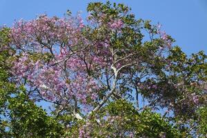 Tropical Rainforest pink flowering tree, Amazonas state, Brazil photo