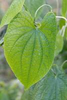 Dioscorea bulbifera leaf, Amazonian rainforest, Amazonas state, Brazil photo