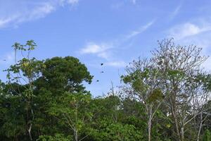 para co tucanes volador terminado el inundado bosque en el abacaxi río un Amazonas afluente, amazonas estado, Brasil foto