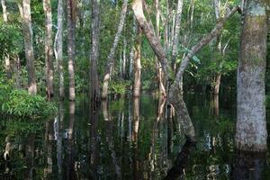 inundado bosque a lo largo el rio negro, manaos, amazonas estado, Brasil foto