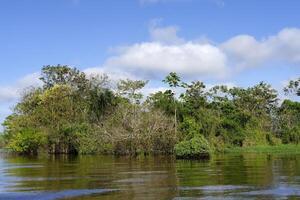 inundado bosque, amazonas estado, Brasil foto