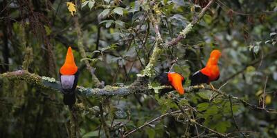 grupo de masculino andino polla de el roca, rupicola peruano, en el manu nacional parque nube bosque, peruano nacional pájaro, Perú, sur America foto