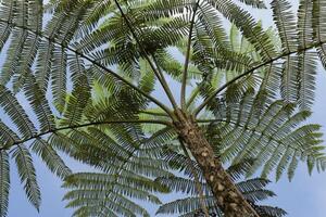 Tree ferns, Tropical Cloud Forest, Manu National Park, Peru photo