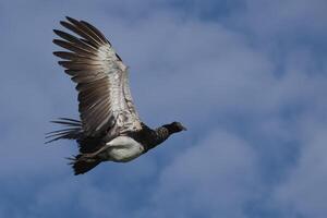 Flying Horned Screamer, Anhima cornuta, Manu National Park cloud forest, Peru photo