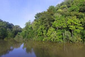 Flooded forest along the Amana River, Amazonas State, Brazil photo