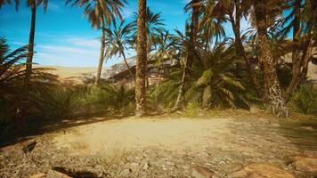 Palm Canyon Oasis in the Colorado Desert video