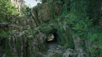 A moss-covered tunnel nestled in the heart of a lush tropical jungle video