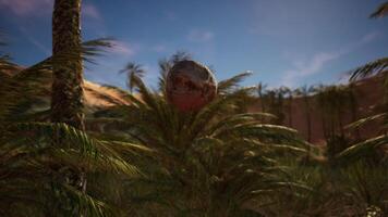 Palm Tree with Falling Coconuts onto the Sand video