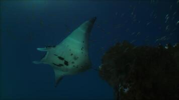 A manta ray swimming in the ocean video