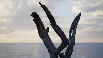 un' albero quello è in piedi nel il acqua video