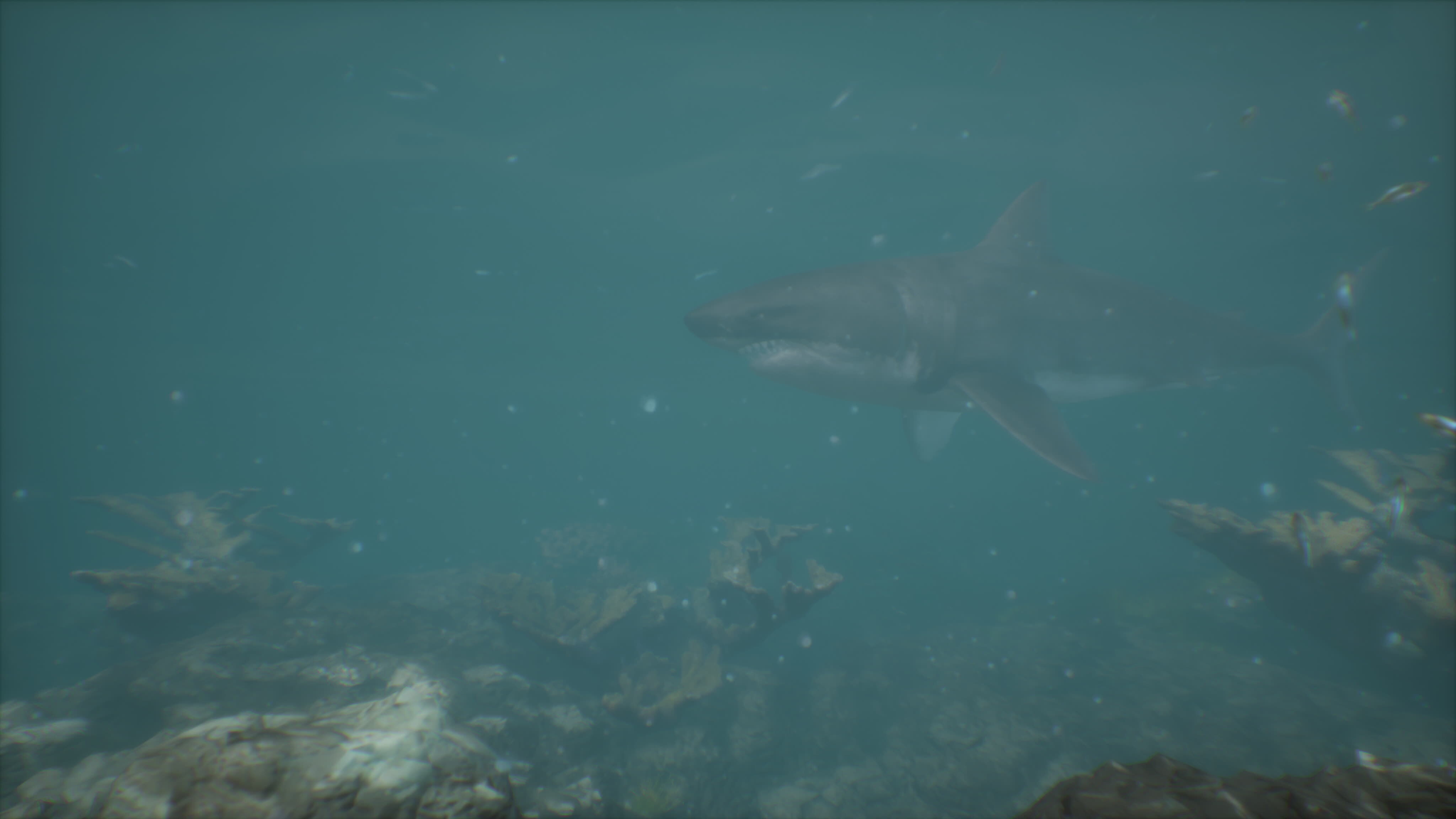 Shark In Water Stock Video Footage for Free Download