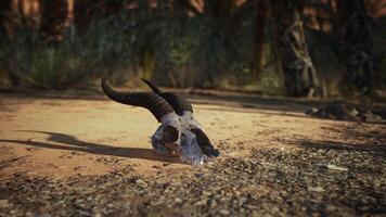 Dead Gazelle Skull Resting Among Palm Trees video