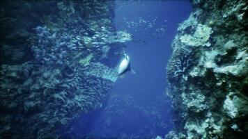 A large shark swimming over a coral reef video