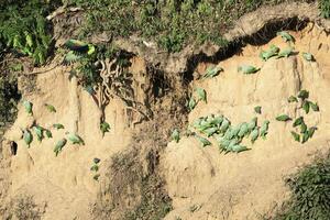 Andean parakeets, Bolborhynchus orbygnesius, and Blue headed parrots, Pionus menstruus, at clay lick, Manu National Park, Peruvian Amazon, Peru photo